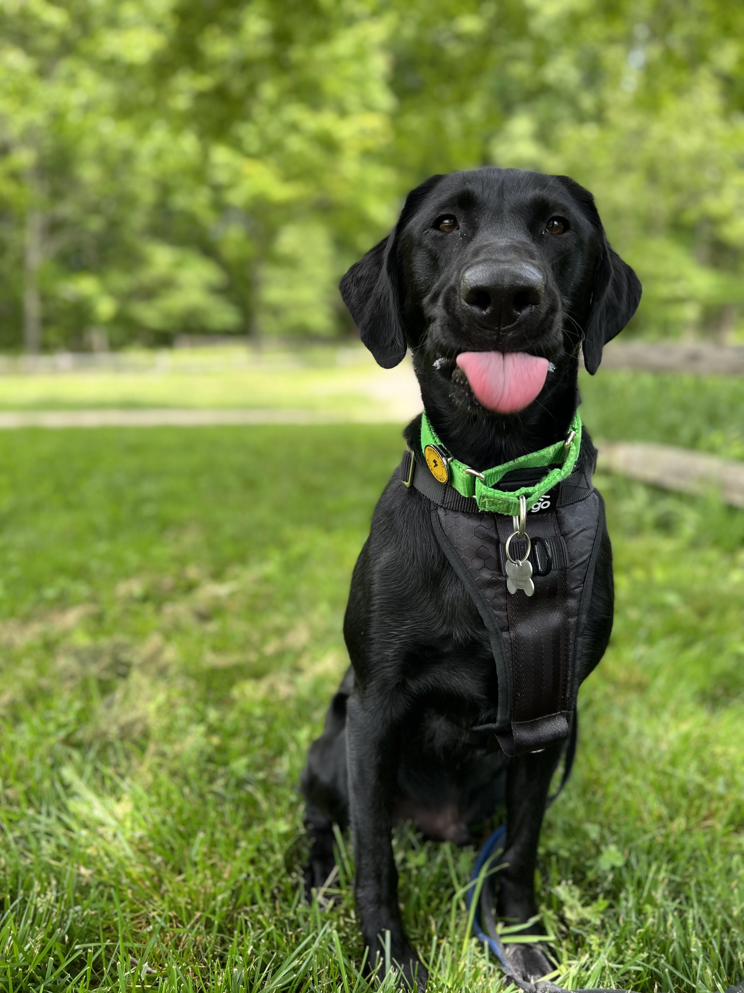 Loki, Martin's black Labrador
